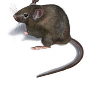 Illustrationen 18
