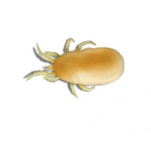 Illustrationen 43