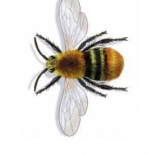 Illustrationen 67