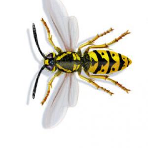 Illustrationen 9